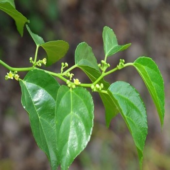 Mauby (Colubrina Ferruginosa  Brongn.)